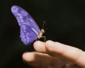 files_ideas_finger&butterfly[3d1ac144fb3d2956ee4f798c8550657e].jpg